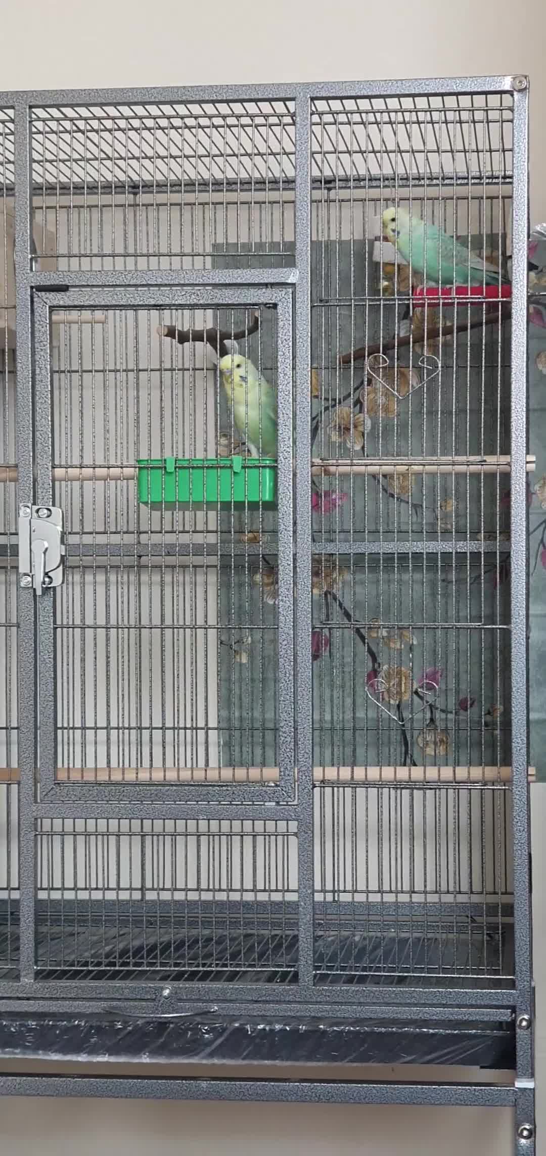 Budgerigars birds for sale: Rainbow Budgies  - Video 2