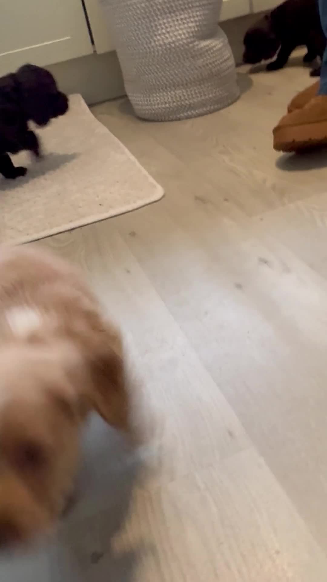 Sprocker dogs for sale: A beautiful litter docked Sprocker Spaniel puppies - Video 2