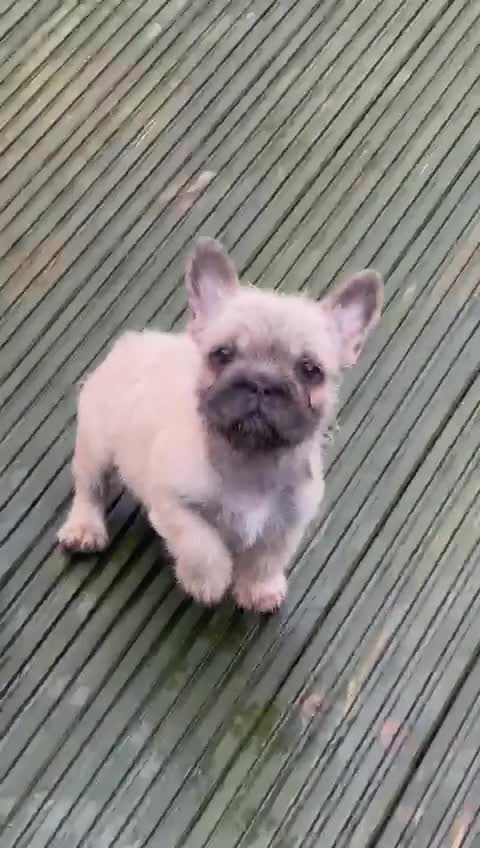 French Bulldog dogs for sale: All Reduced wire hair floodle producers  - Video 1