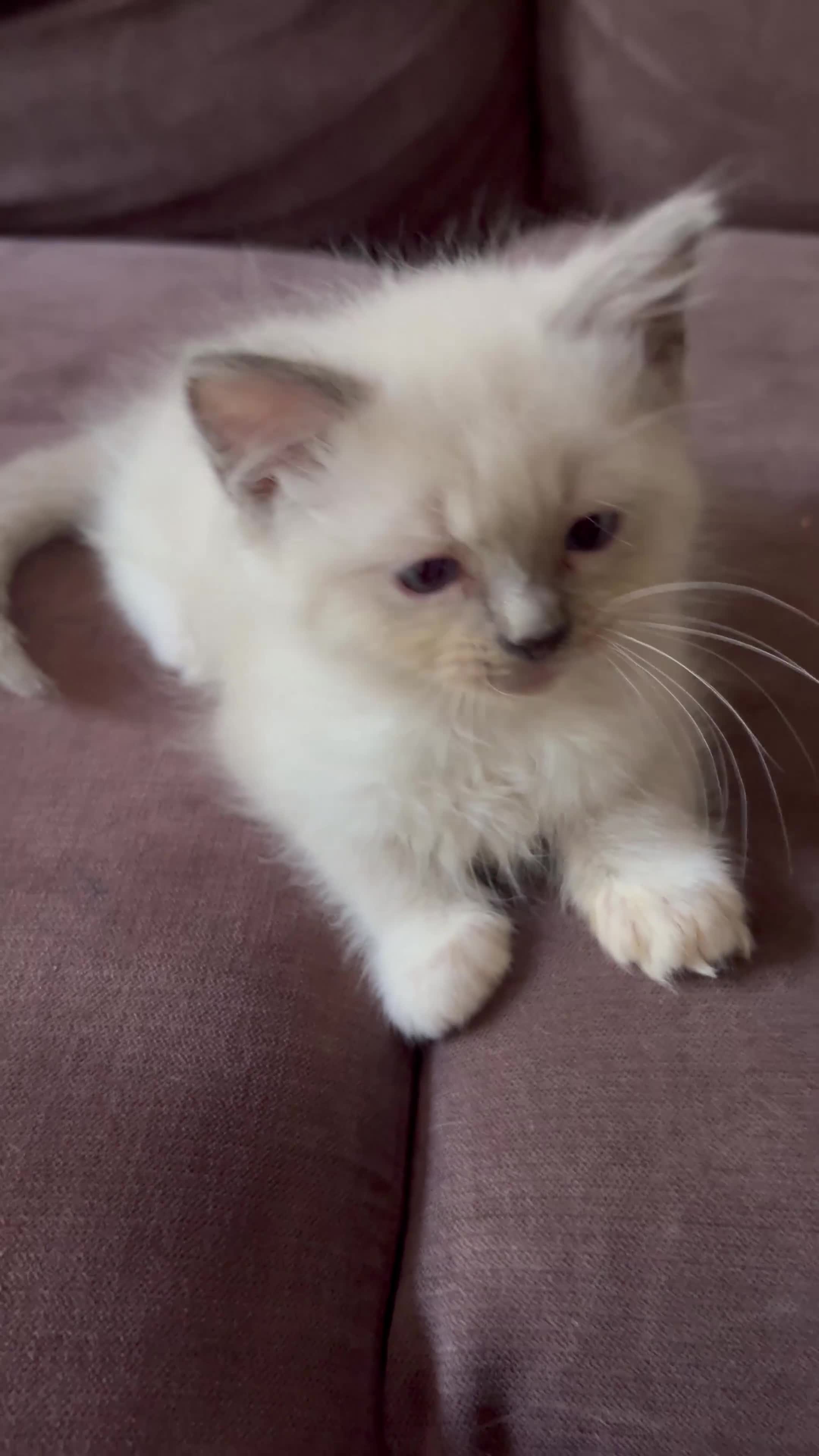 Ragdoll cats for sale: Last 2 beautiful boy blue mitted Ragdolls kittens  - Video 1