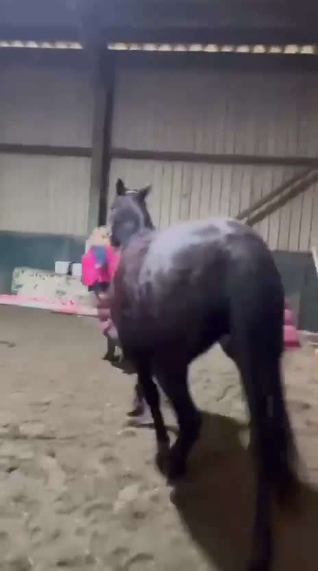 Connemara horses for sale: Confidence giver - Video 2
