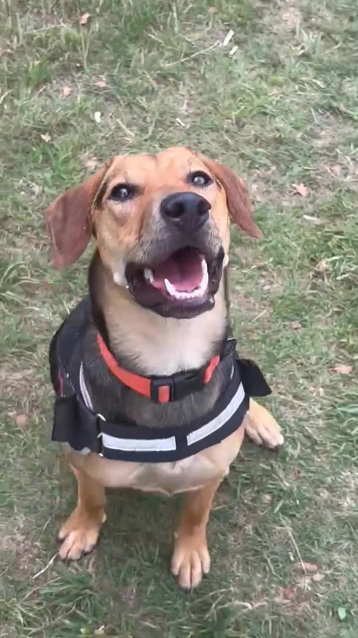 Mixed Breed dogs for adoption: LUNA - 9 months old, Adorable Girl Hound Mix Pup - Video 2