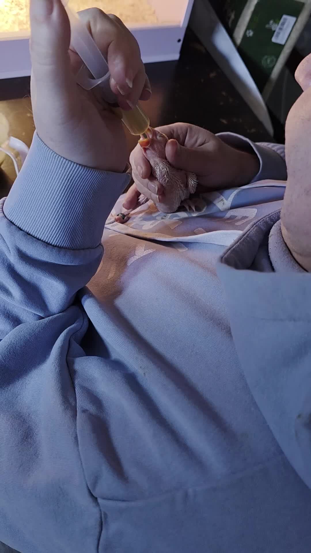 Ringnecks birds for sale: Hand reared baby ringnecks  in Rugby - Video 1