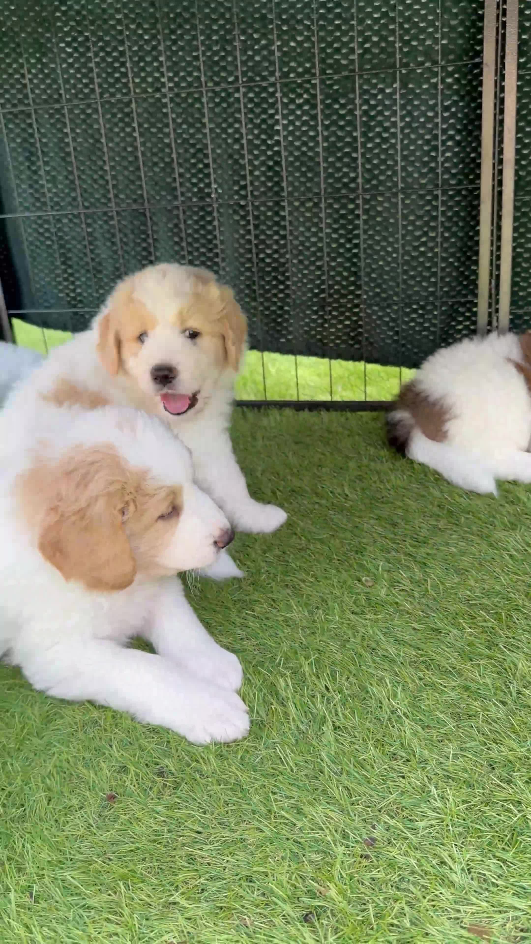 Mixed Breed dogs for sale: Golden Doodle X Pyrenees Puppies Ready next week.  - Video 2