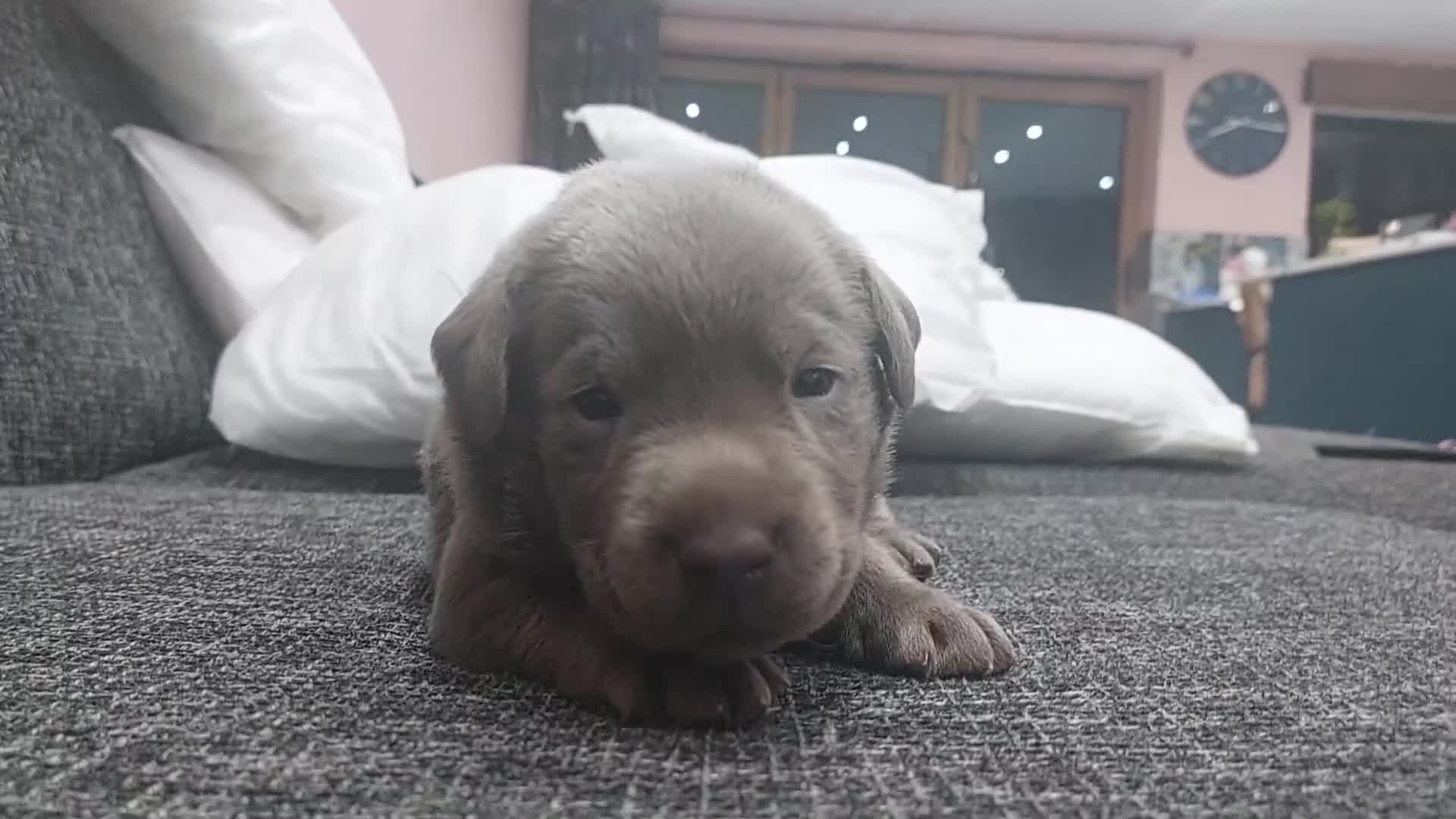 Labrador Retriever dogs for sale: **ONE SILVER LABRADOR BOY READY NOW** - Video 1