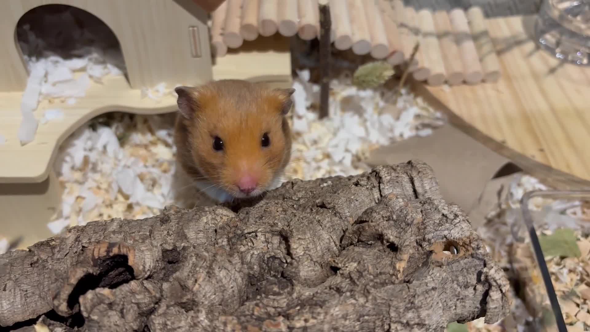 Hamster rodents for sale: Male Syrian Hamster - Video 2