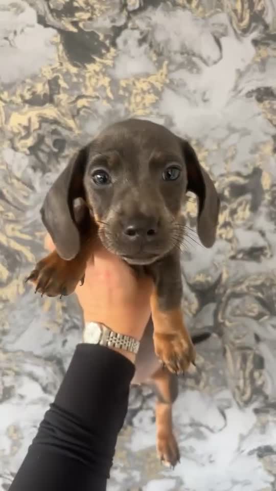Miniature Dachshund dogs for sale: Miniature Isabella tan dapple/ blue and tan Girls - Video 2