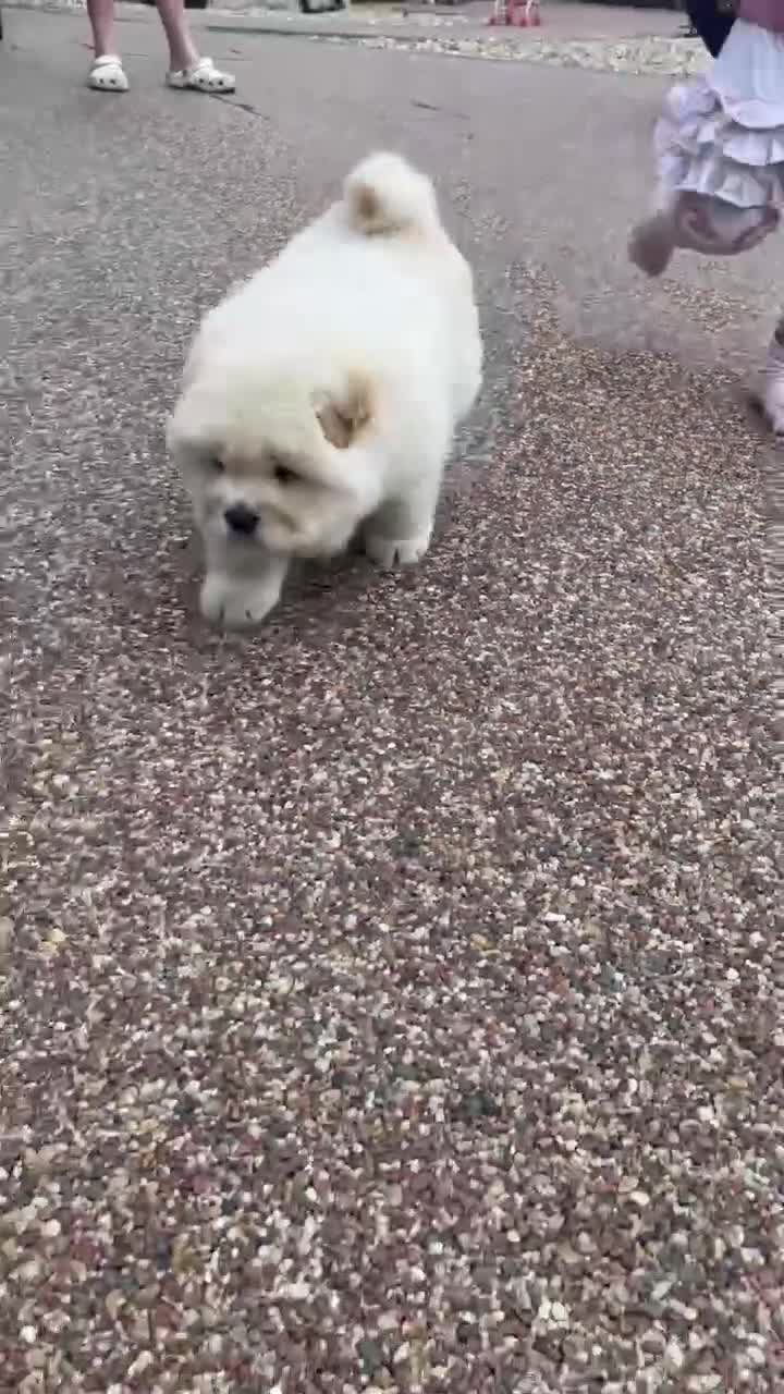 Chow Chow dogs for sale: Outstanding polar white chow - Video 1