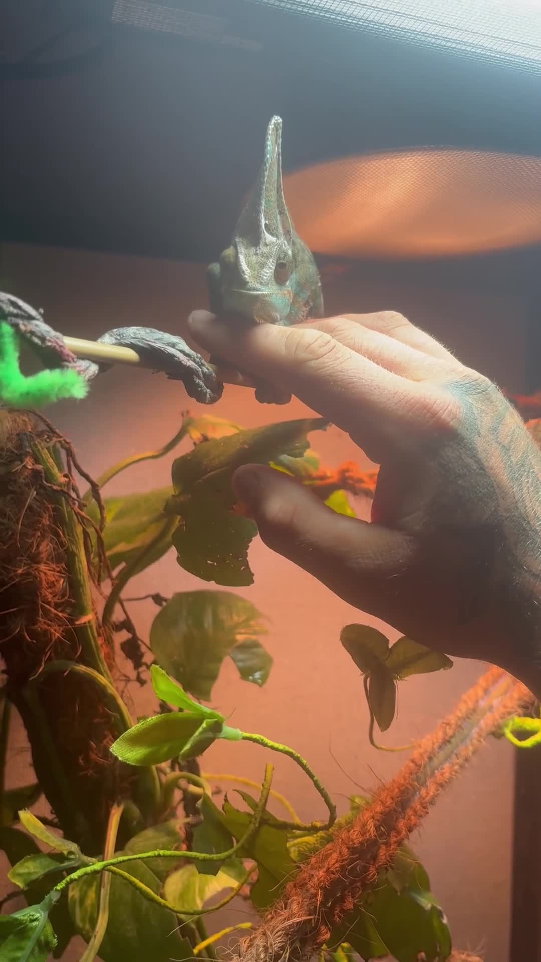 Chameleon reptiles for sale: Veiled chameleon  in Rochester - Video 1