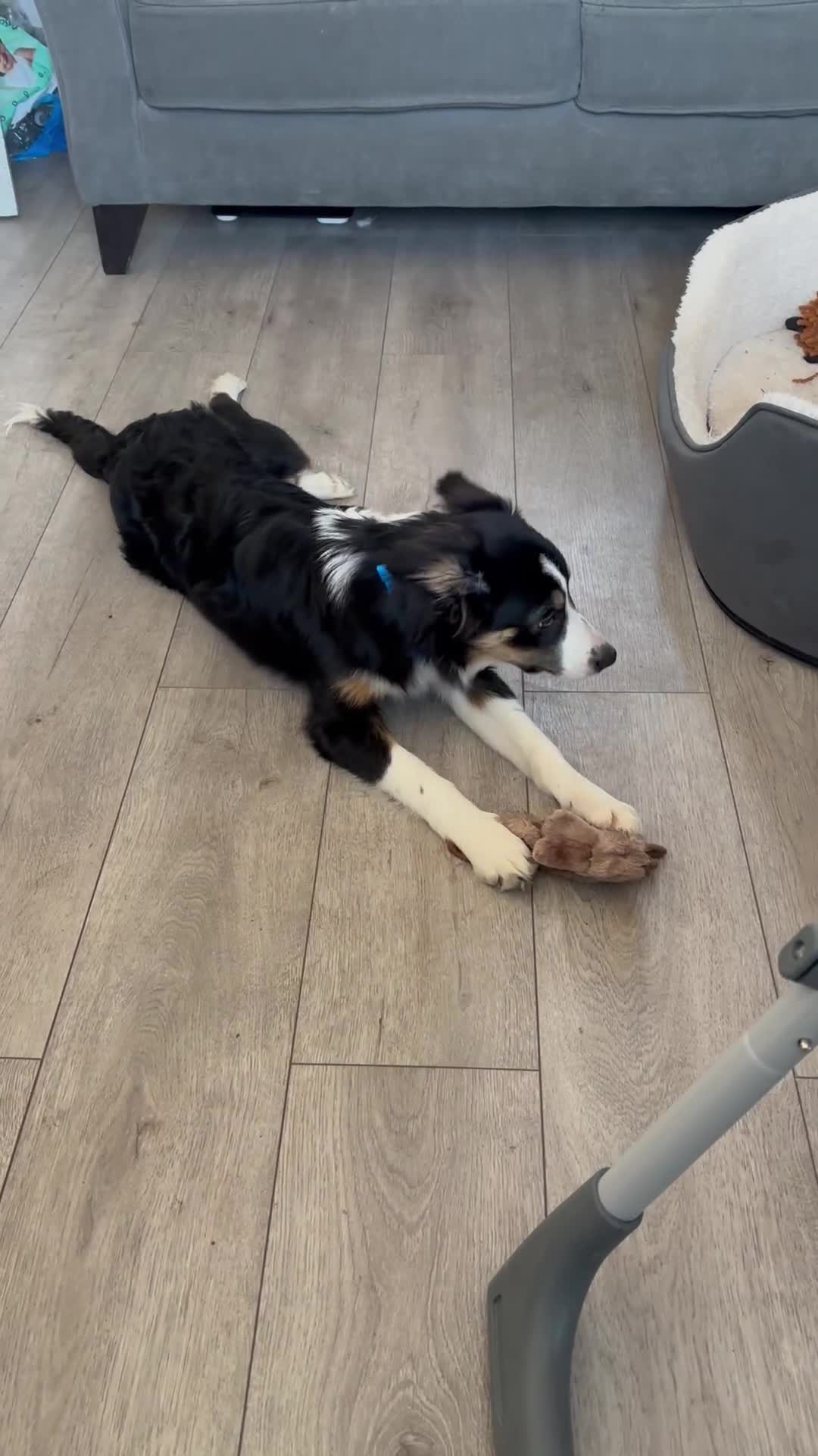 Border Collie dogs for sale: Border collie female for sale. read description in Oldham - Video 1