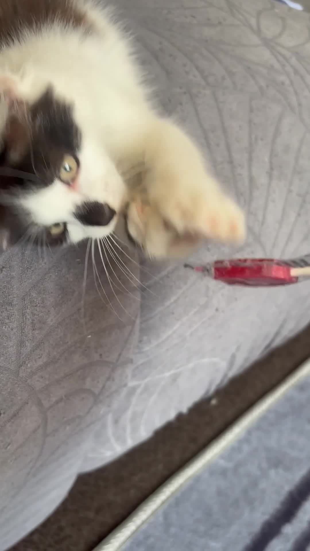 Turkish Angora cats for sale: Smudge ready to find a loving home  - Video 1