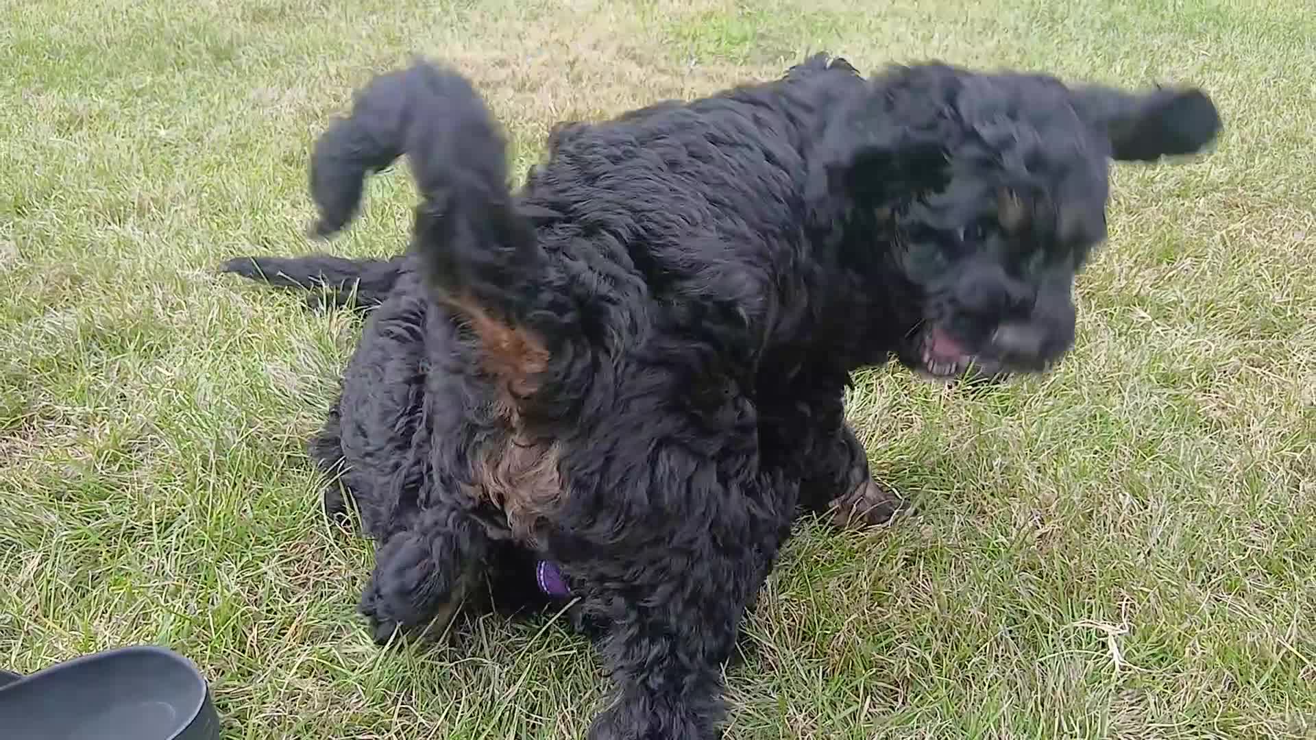 Bernedoodle dogs for sale: F2b midi Bernedoodle  - Video 1