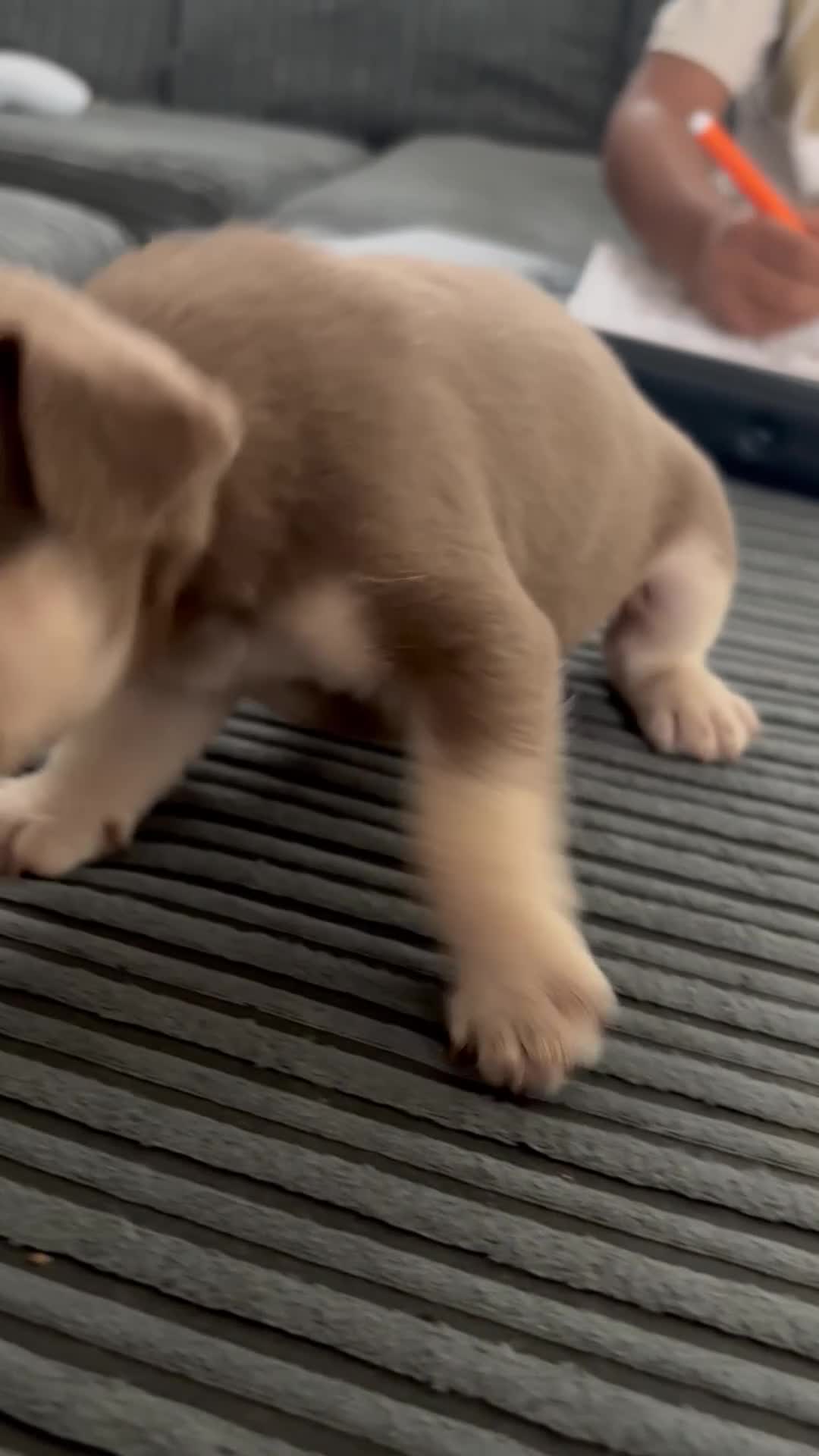 French Bulldog dogs for sale: French bulldog Puppies  - Video 1