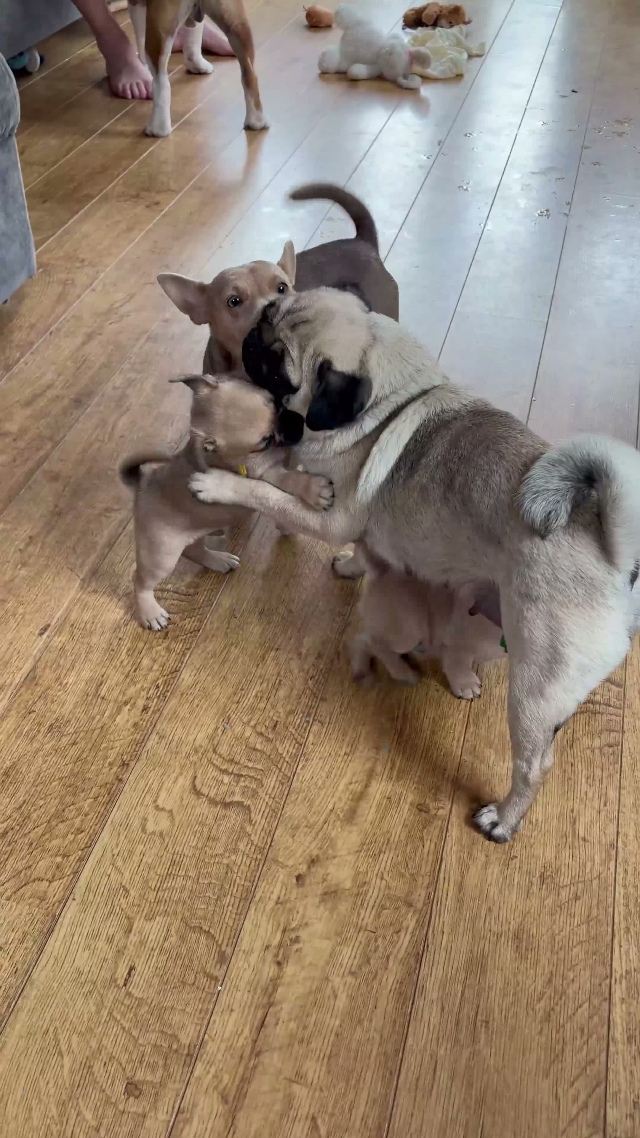 Jug dogs for sale: Jug Puppies For Sale - Video 2
