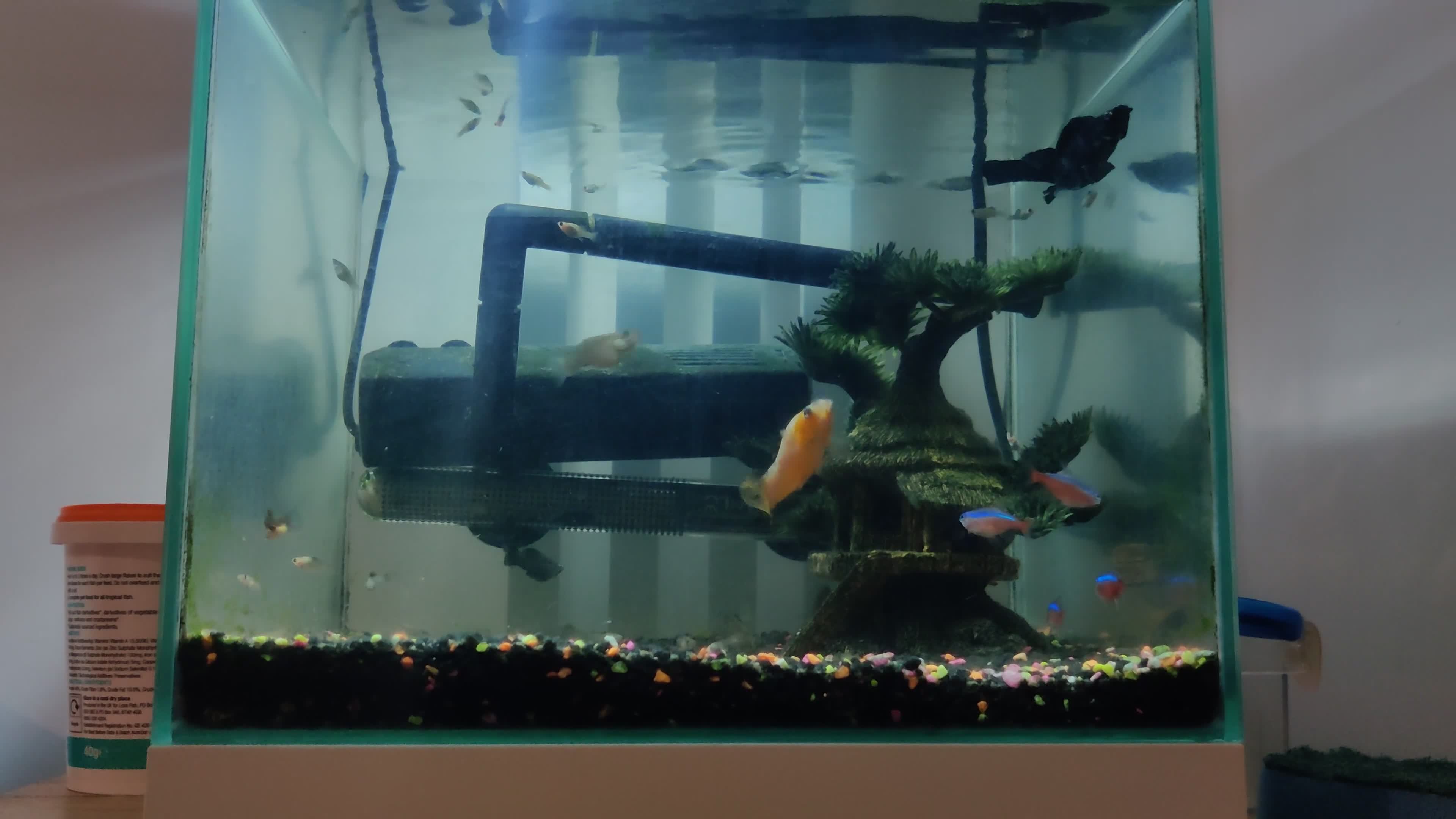 Mollies fish for sale: Balloon and salfin mollies  - Video 1