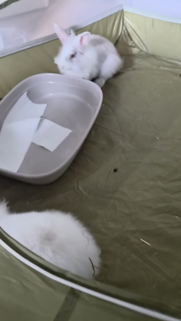 Lionhead rabbits for sale: Lionhead Dward Rabbits - Video 1