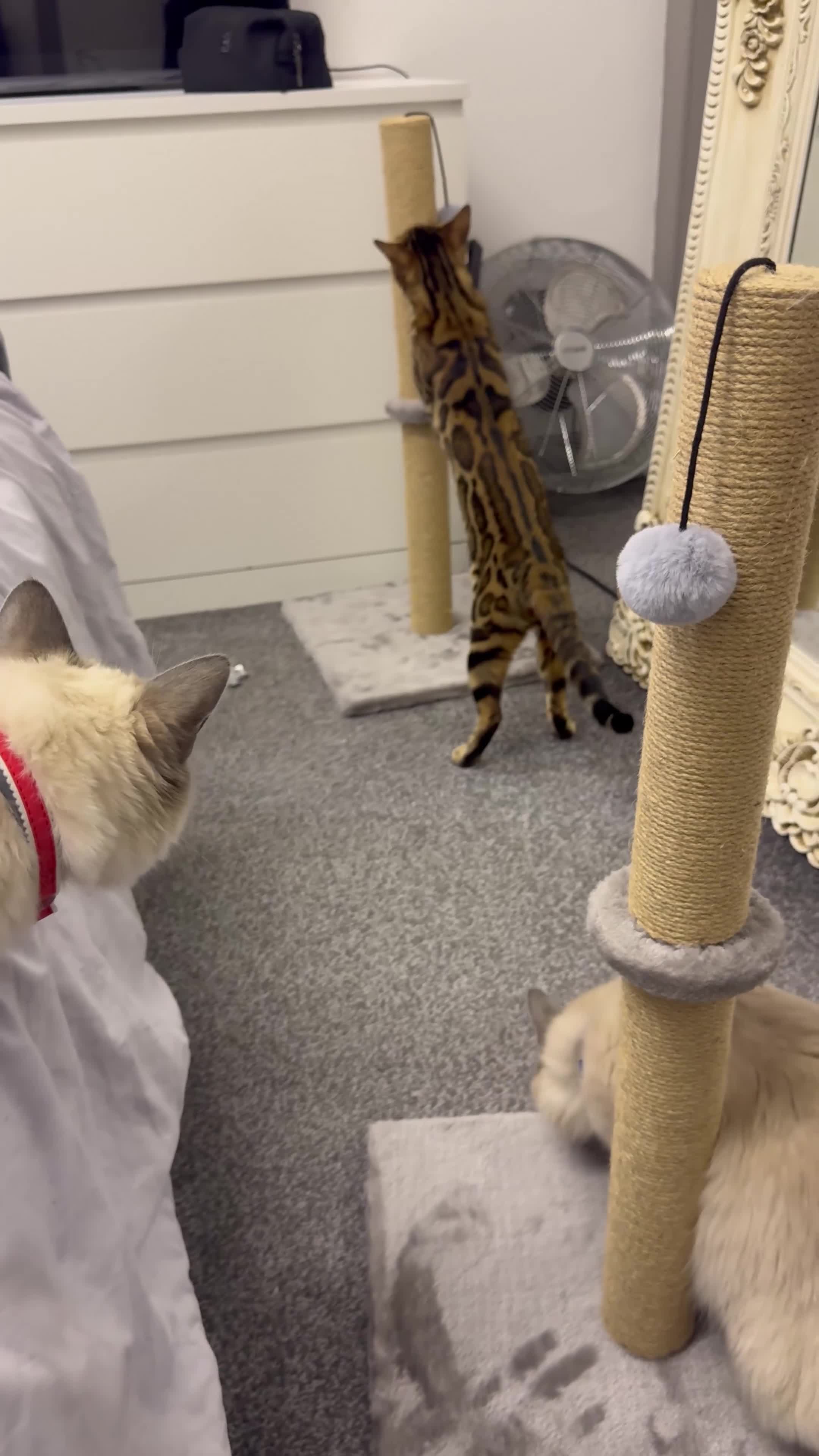 Bengal cats for sale: Two Beautiful Bengal Females  in Liverpool - Video 1