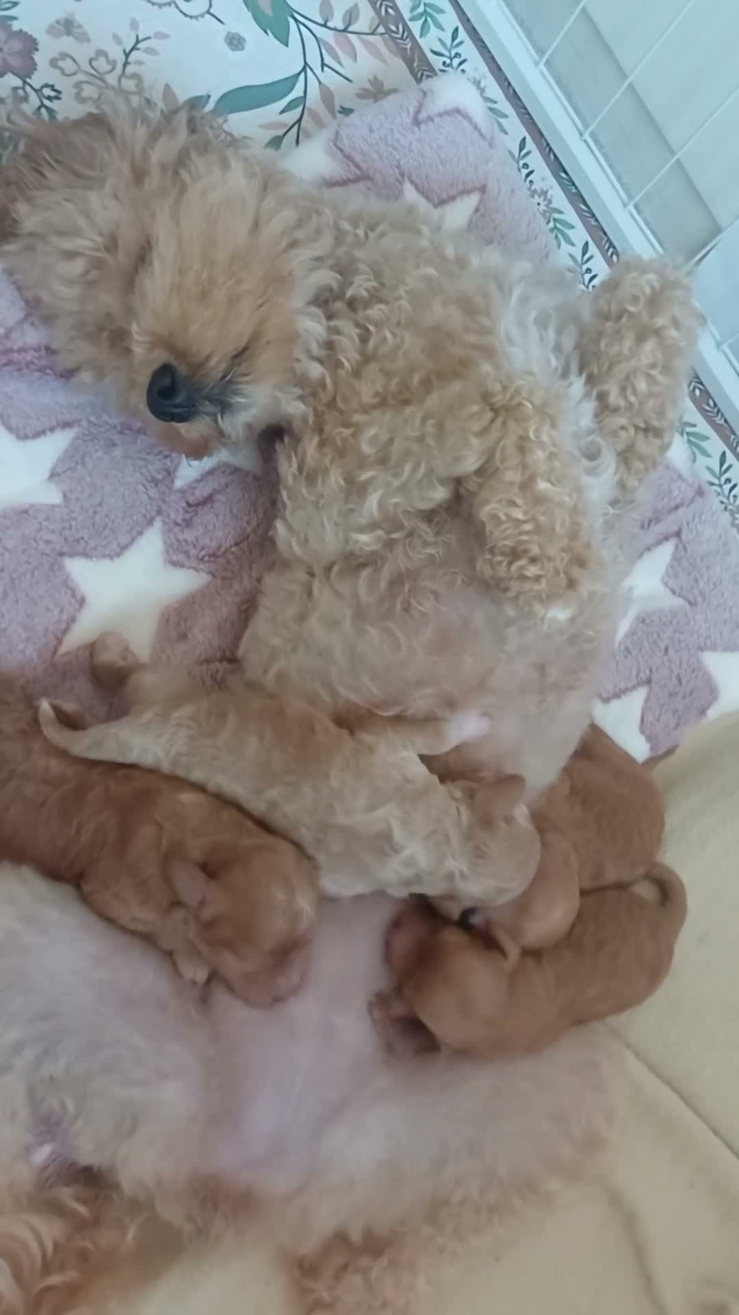 Cavapoochon dogs for sale: Toy Cavapoochon - register your interest - Video 1