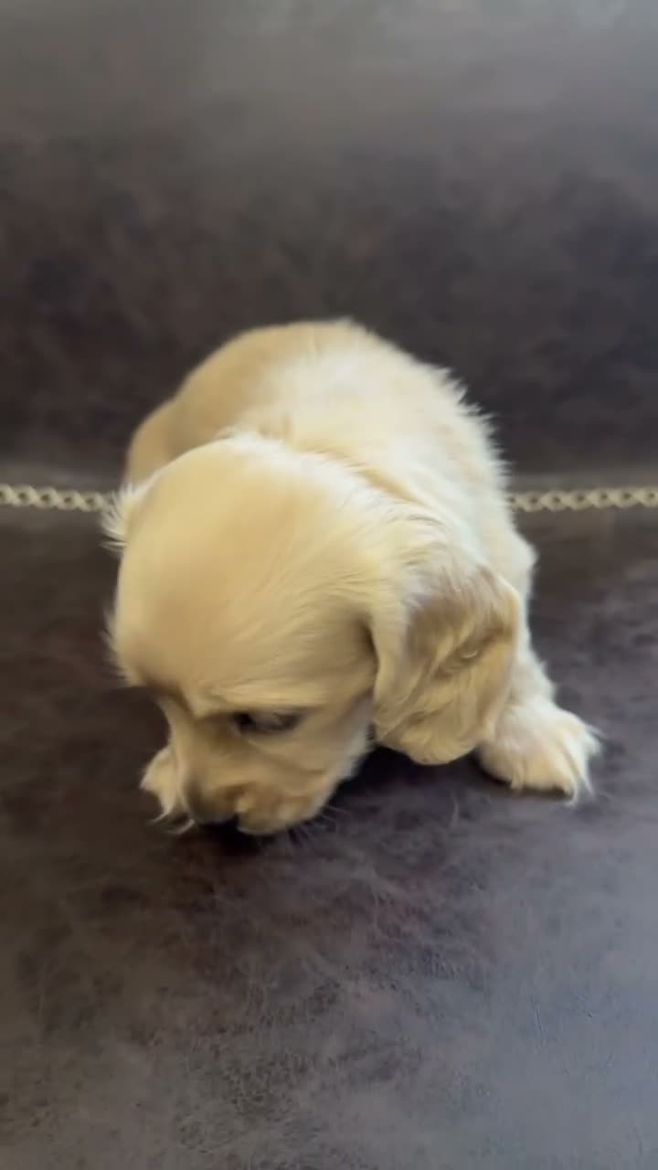 Miniature Dachshund dogs for sale: Exceptional KC Registered Miniature Dachshunds  - Video 3