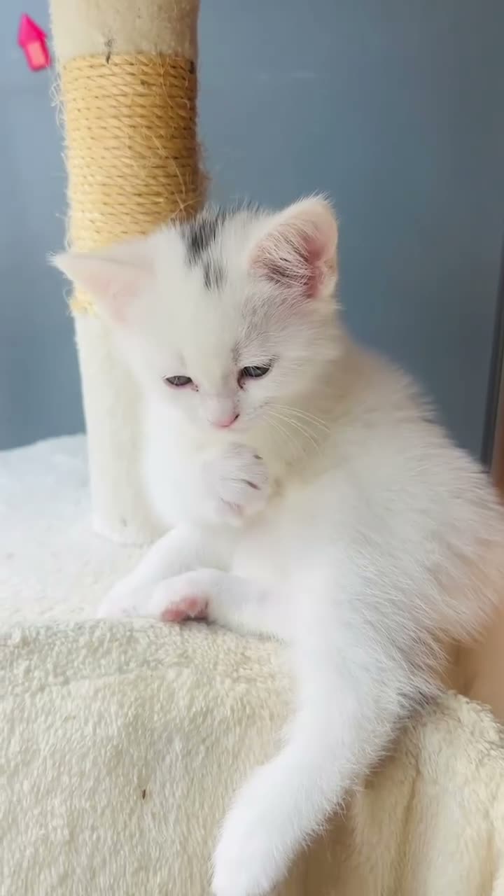 Mixed Breed cats for sale: KITTENS LOOKING FOR THEIR FOREVER HOMES - Video 1
