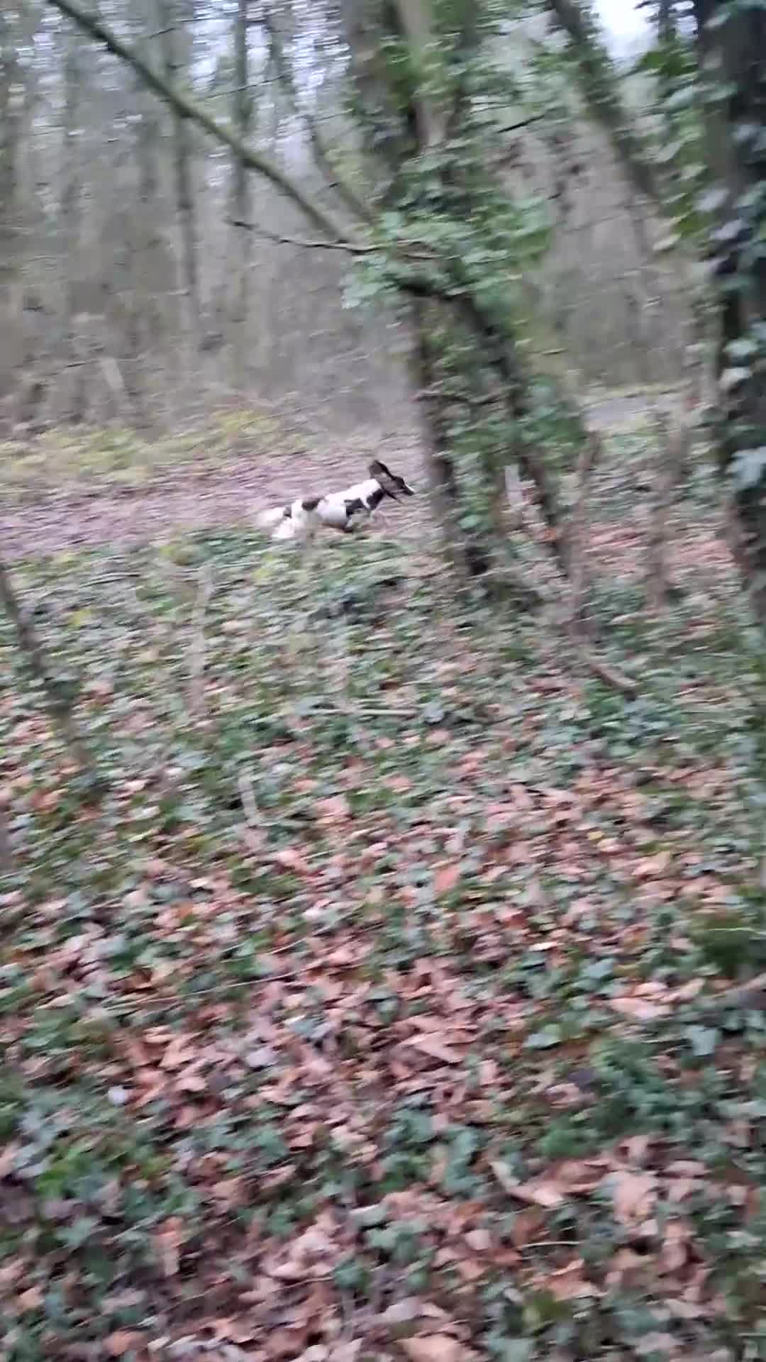 English Springer Spaniel dogs for sale: Ess bitch in Doncaster - Video 2