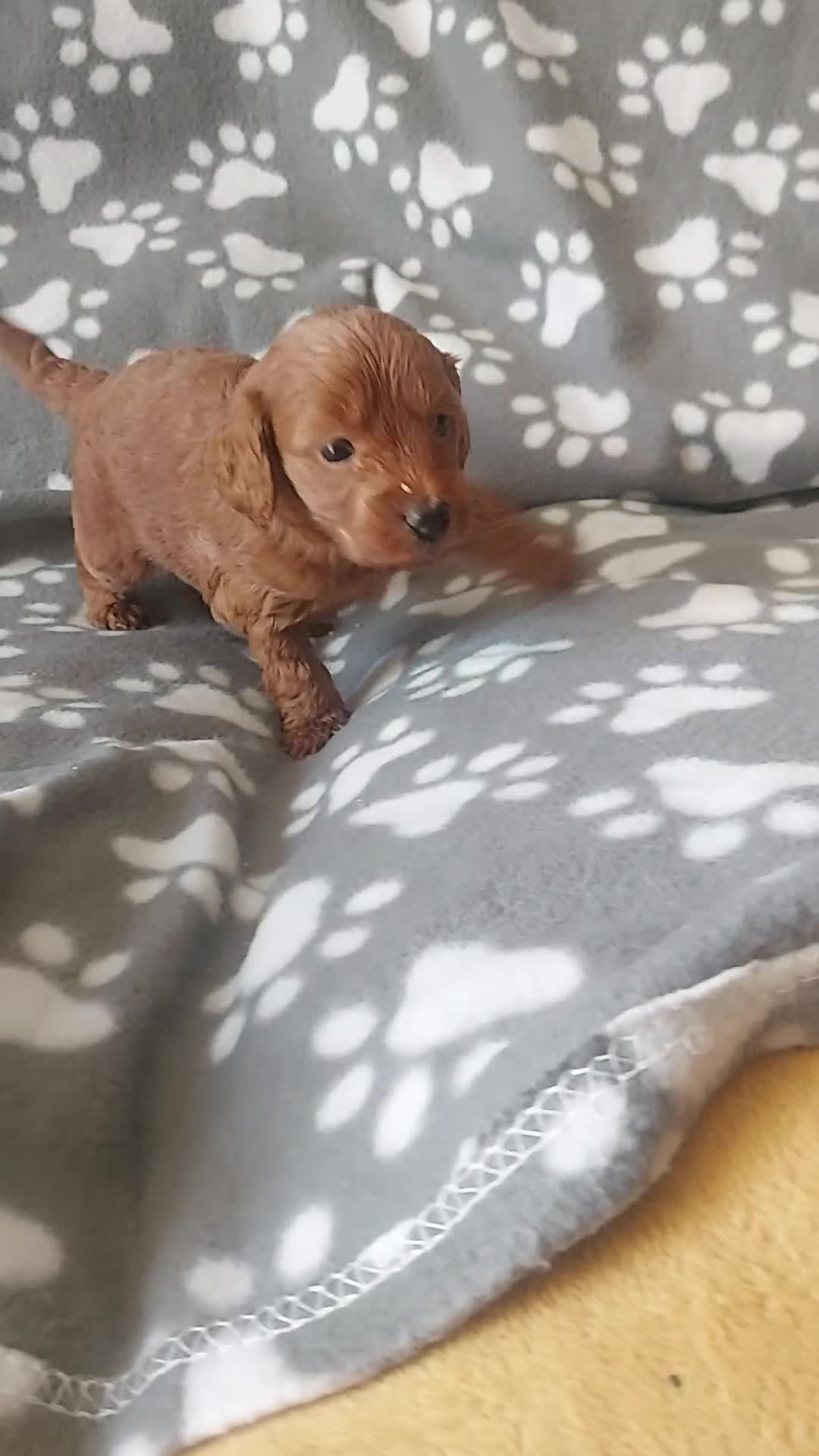 Cockapoo dogs for sale: ONLY ONE DARK BROWN FEMALE LEFT - Video 2