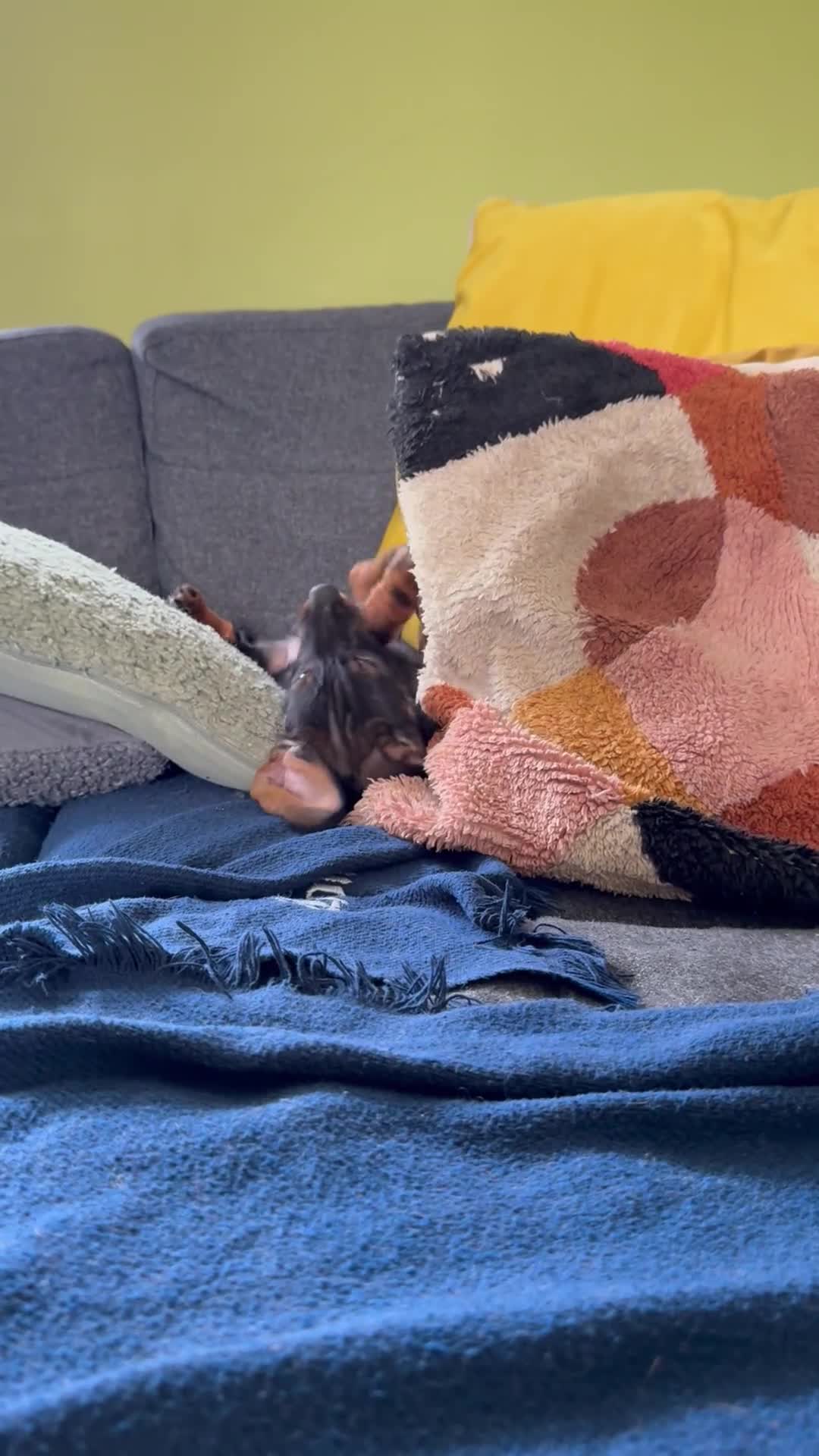 Dachshund dogs for sale: Stand.Wire Haired Dach.(1 girl ready to go) - Video 2