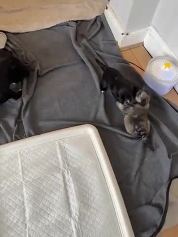 Mixed Breed dogs for sale: miniature schnauzer - Video 2