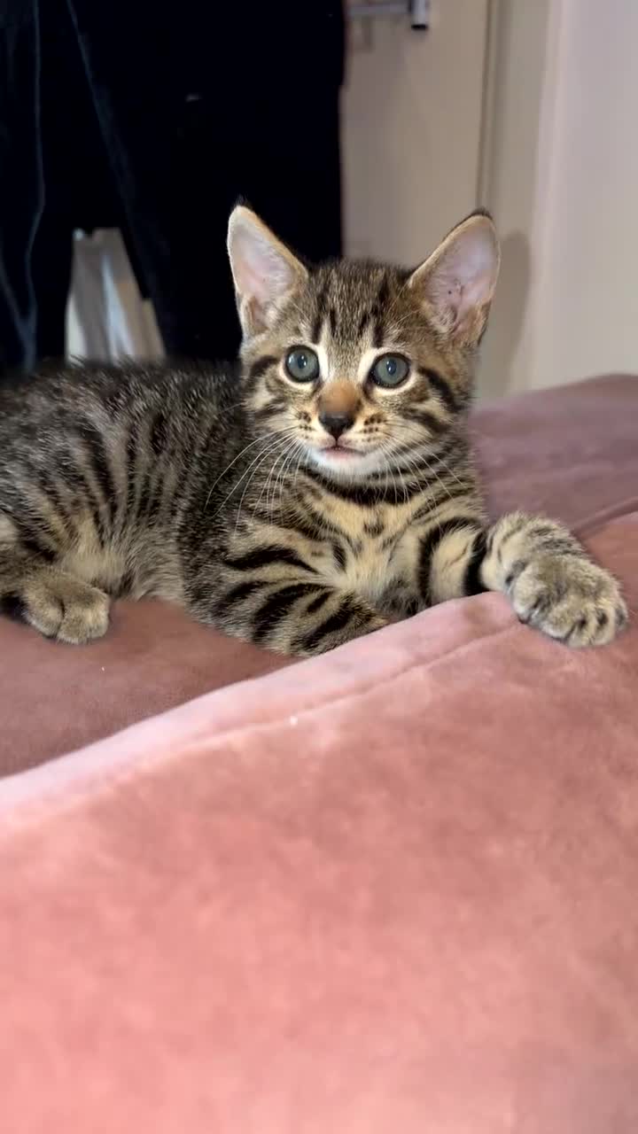 Mixed Breed cats for sale: Stunning male kitten  - Video 3
