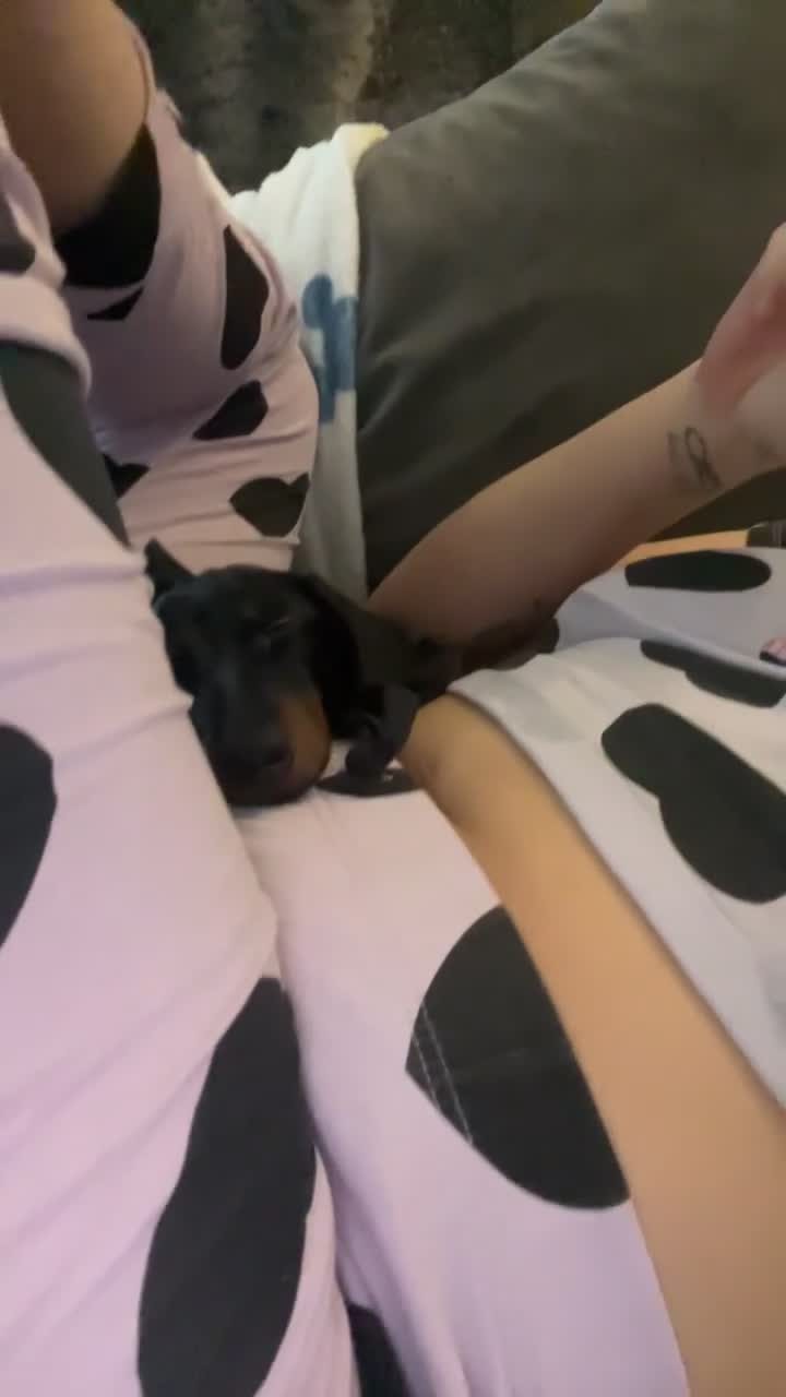 Miniature Dachshund dogs for sale: 5 month old pup looking to rehome  - Video 2