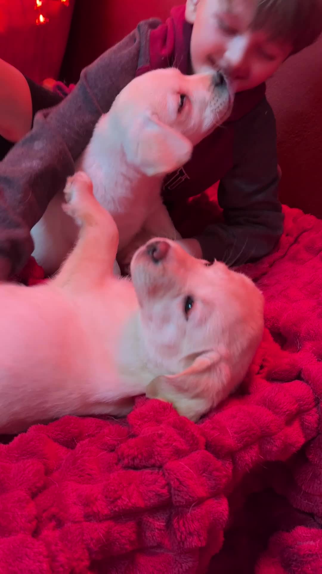 Golden Retriever dogs for sale: Health Tested, champion bloodlines Great with Kids - Video 1