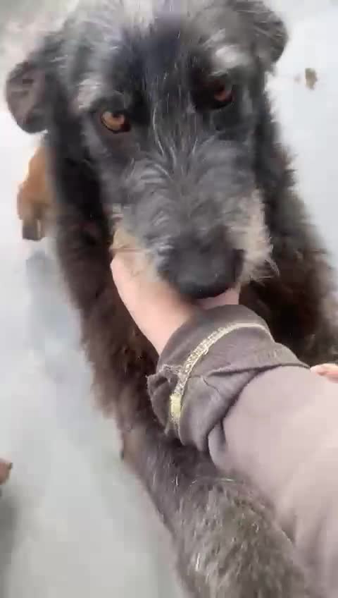 Mixed Breed dogs for adoption: Morag, 8 -9 months. Available for adoption. - Video 3