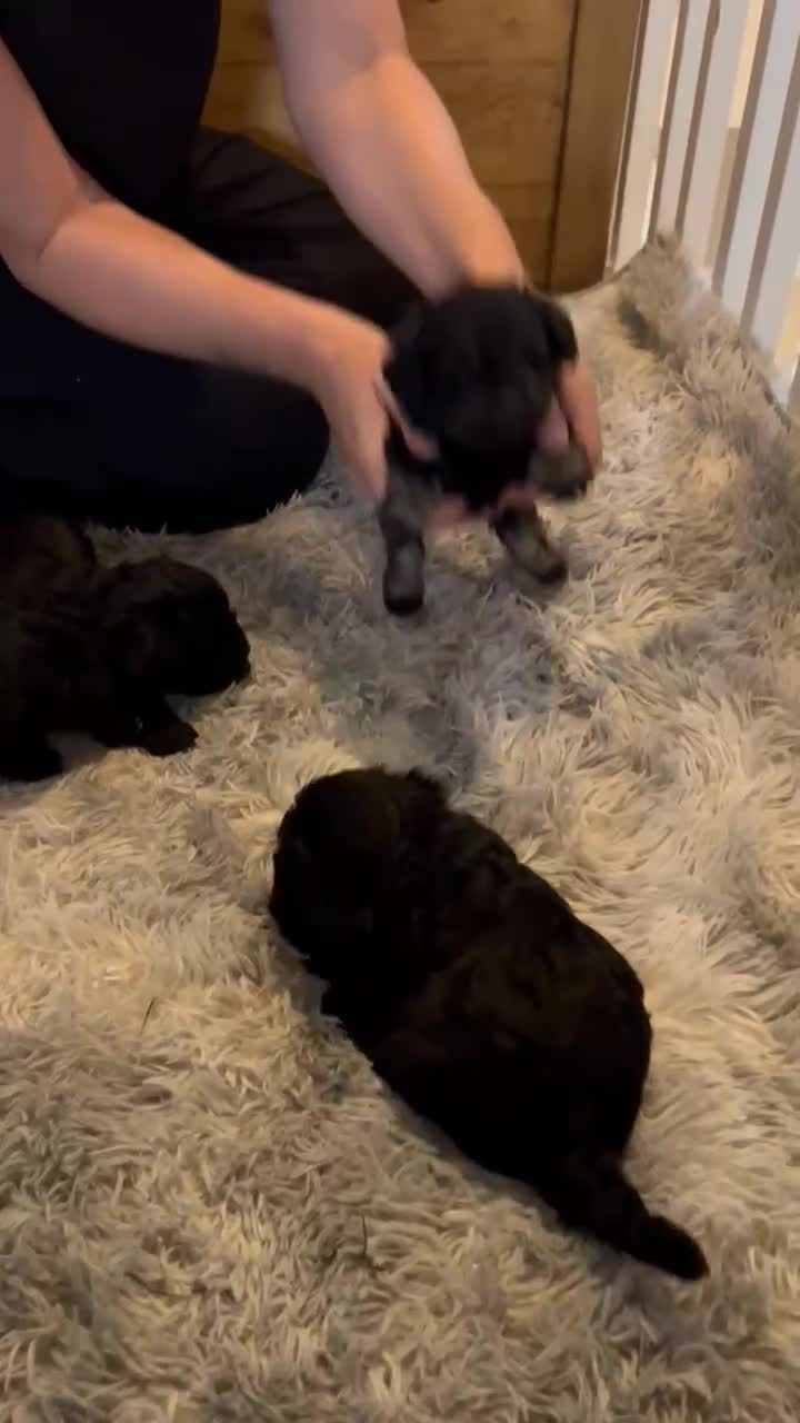 Mixed Breed dogs for sale: *READY NOW**F1 Toy schnoodles.  Reduced!!!!.  - Video 2