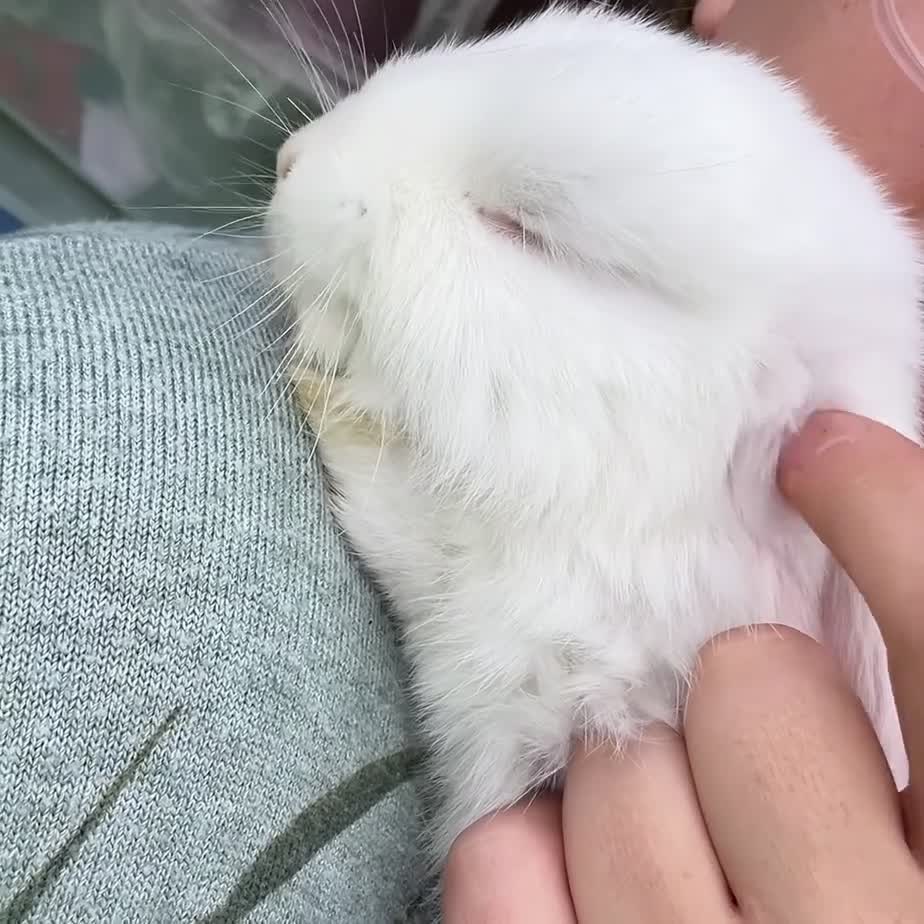 French Lop rabbits for sale: Last pure white blue eye girl! Mini X French lop in Royston - Video 1
