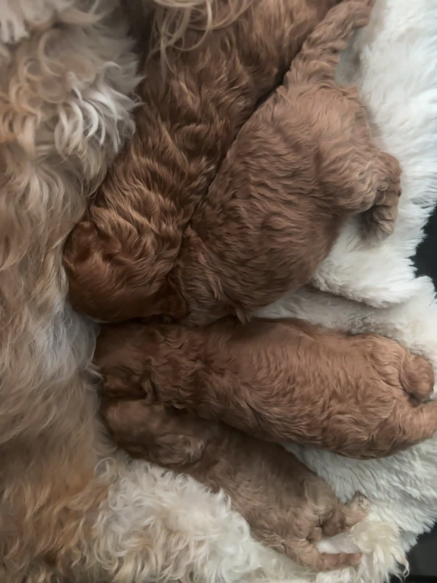 Cavapoochon dogs for sale: Cavapoochon Puppies for Sale in Sittingbourne - Video 1