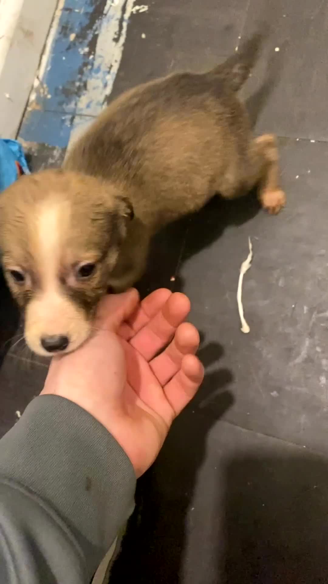 Mixed Breed dogs for sale: Whippet x  greyhound puppies - Video 2