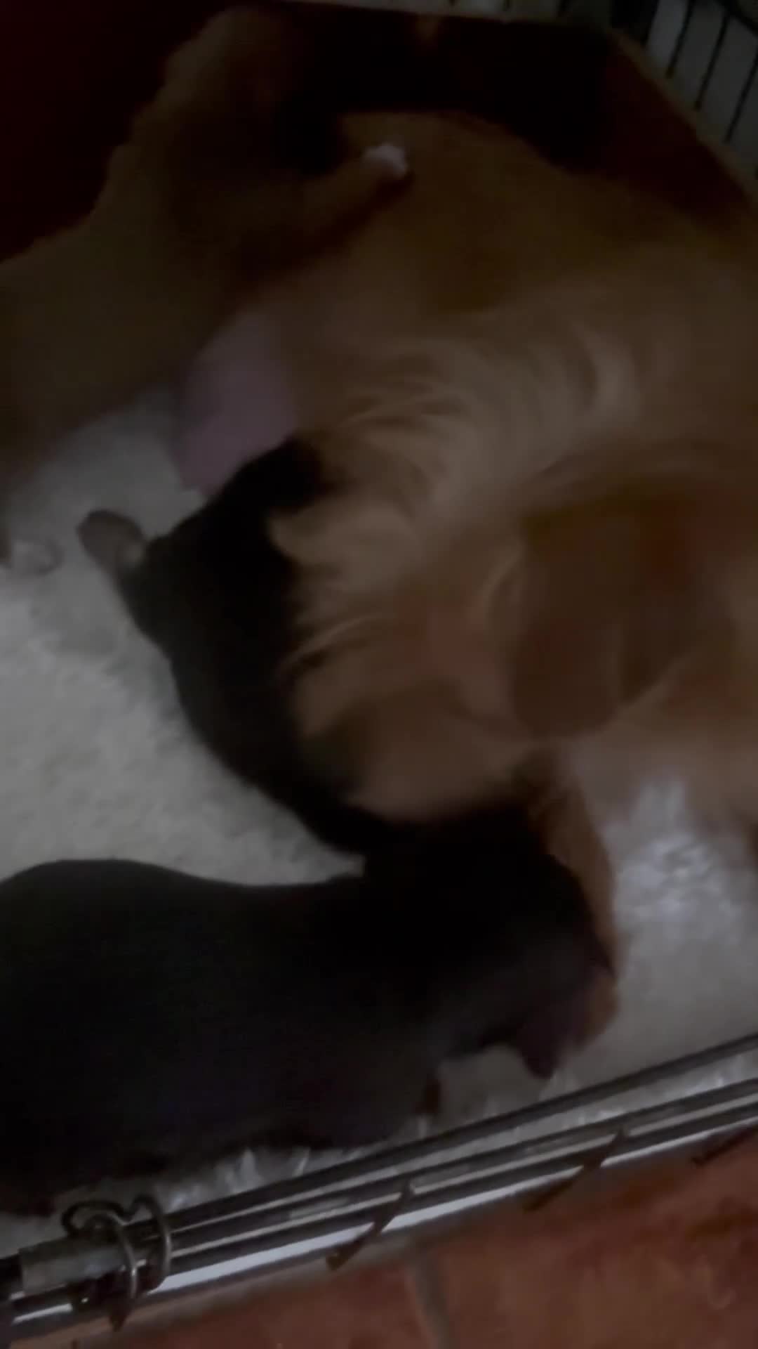 Mixed Breed dogs for sale: Girl & boy  in Nantwich - Video 1