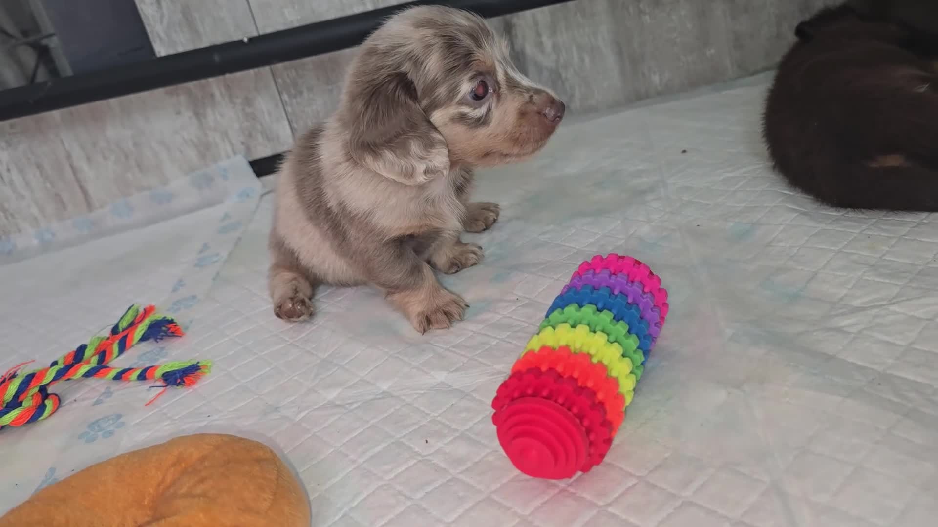 Miniature Dachshund dogs for sale: Miniature long haired dachshunds - Video 5