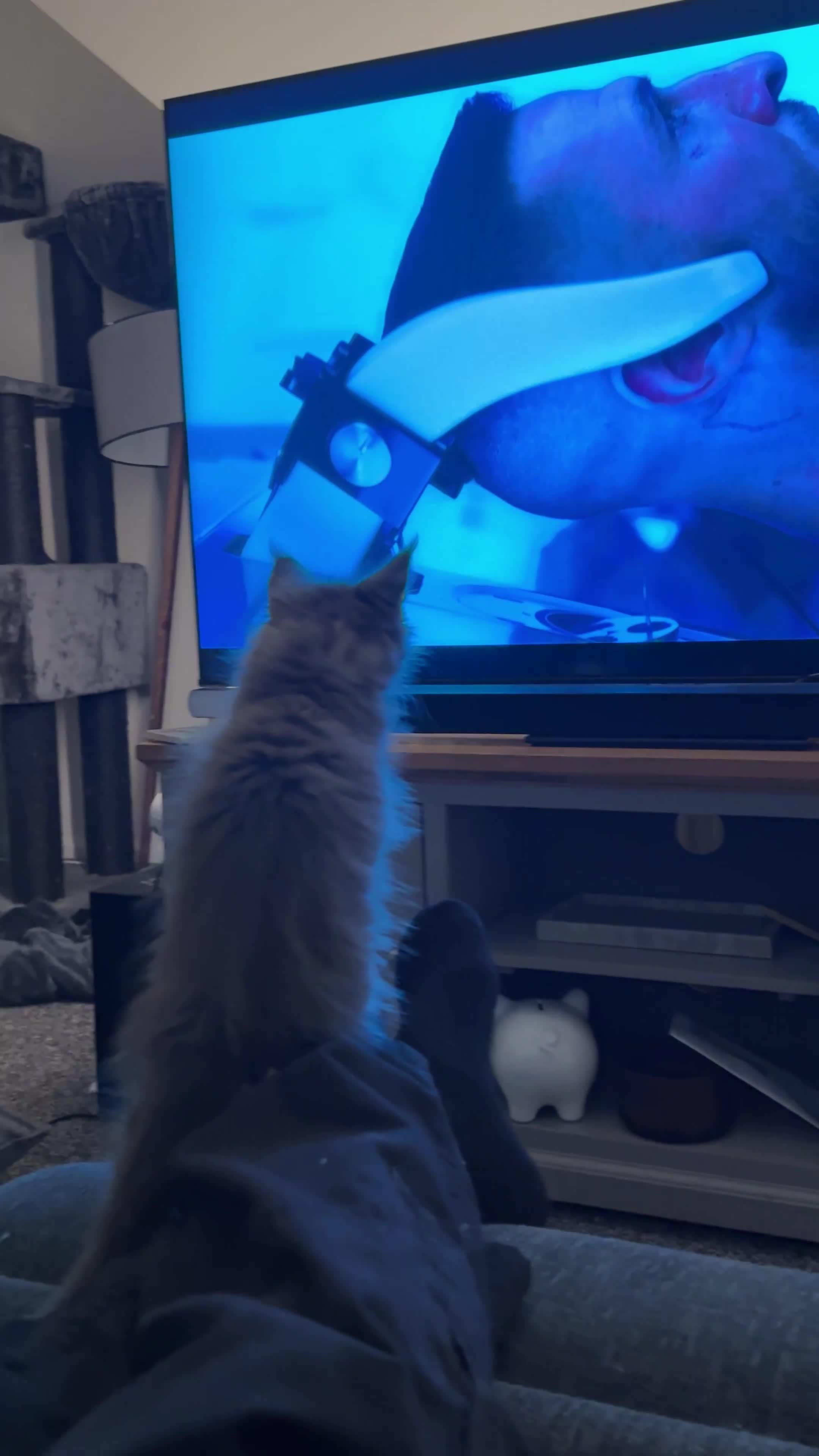 Maine Coon cats for sale: maine coon kittens  - Video 1