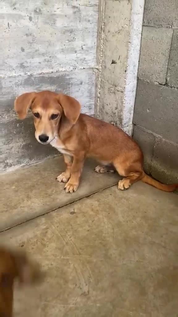 Mixed Breed dogs for adoption: Dinmont, 4 months approx. Available for adoption. - Video 3