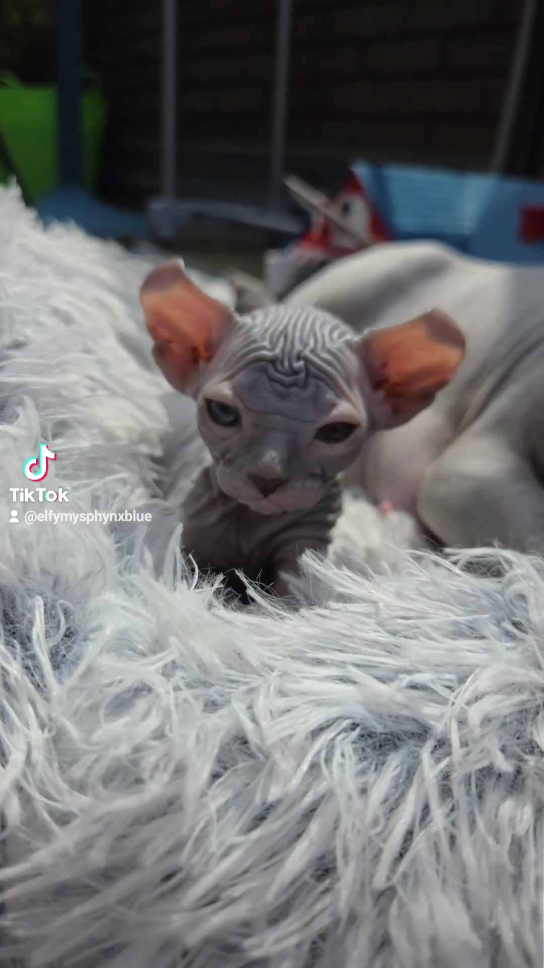 Sphynx cats for sale: Elf Sphynx Kittens  - Video 1