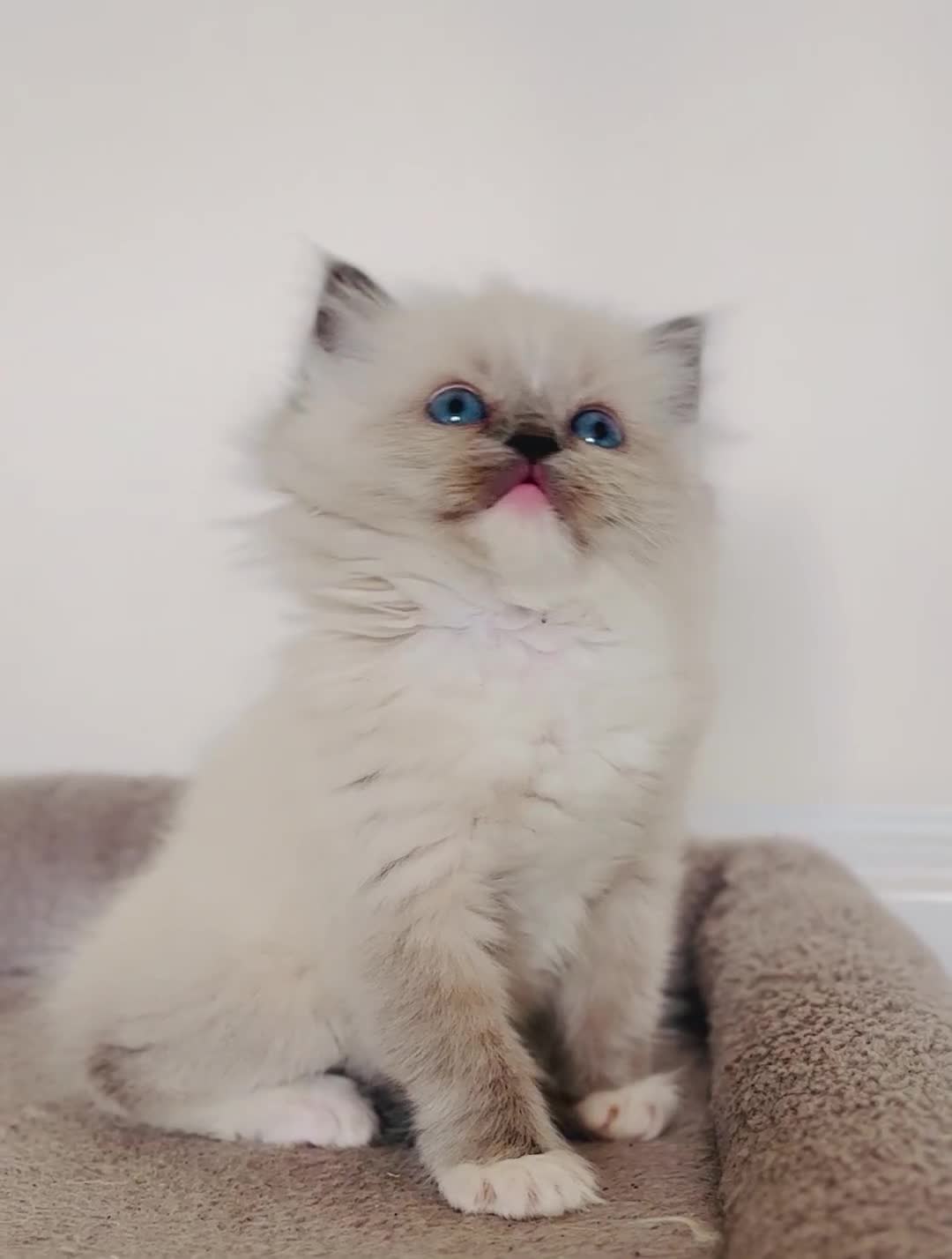 Ragdoll cats for sale: Full Pedigree beautiful Ragdoll kittens - Video 1