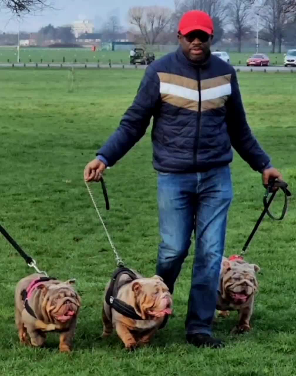 English Bulldog dogs for sale: English Bulldog Puppies in Sittingbourne - Video 1