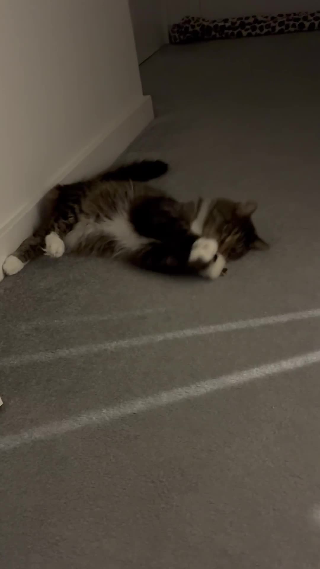 Maine Coon cats for sale: Maine Coon X - Video 1