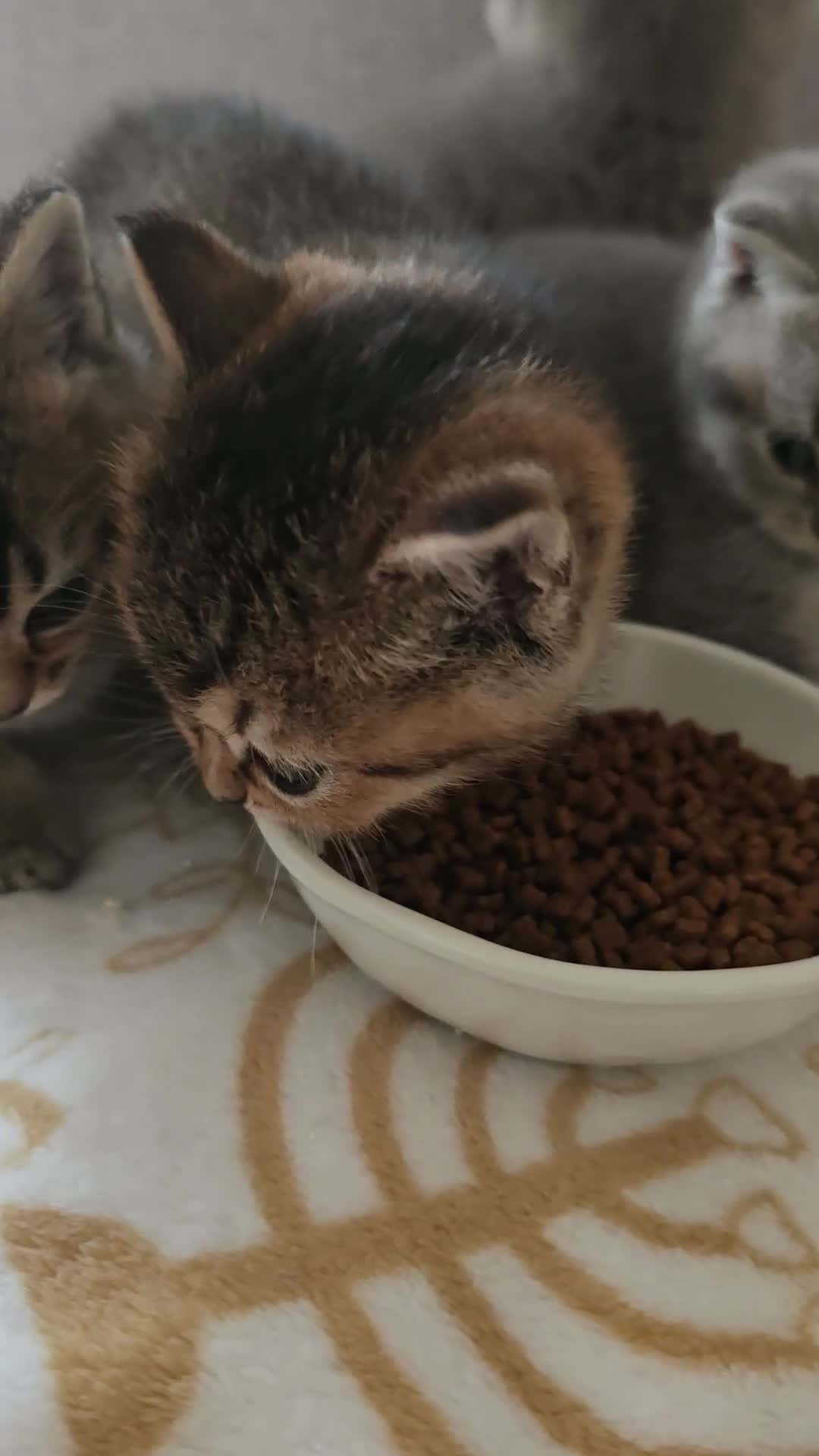 British Shorthair cats for sale: Kittens British shorthair  - Video 1