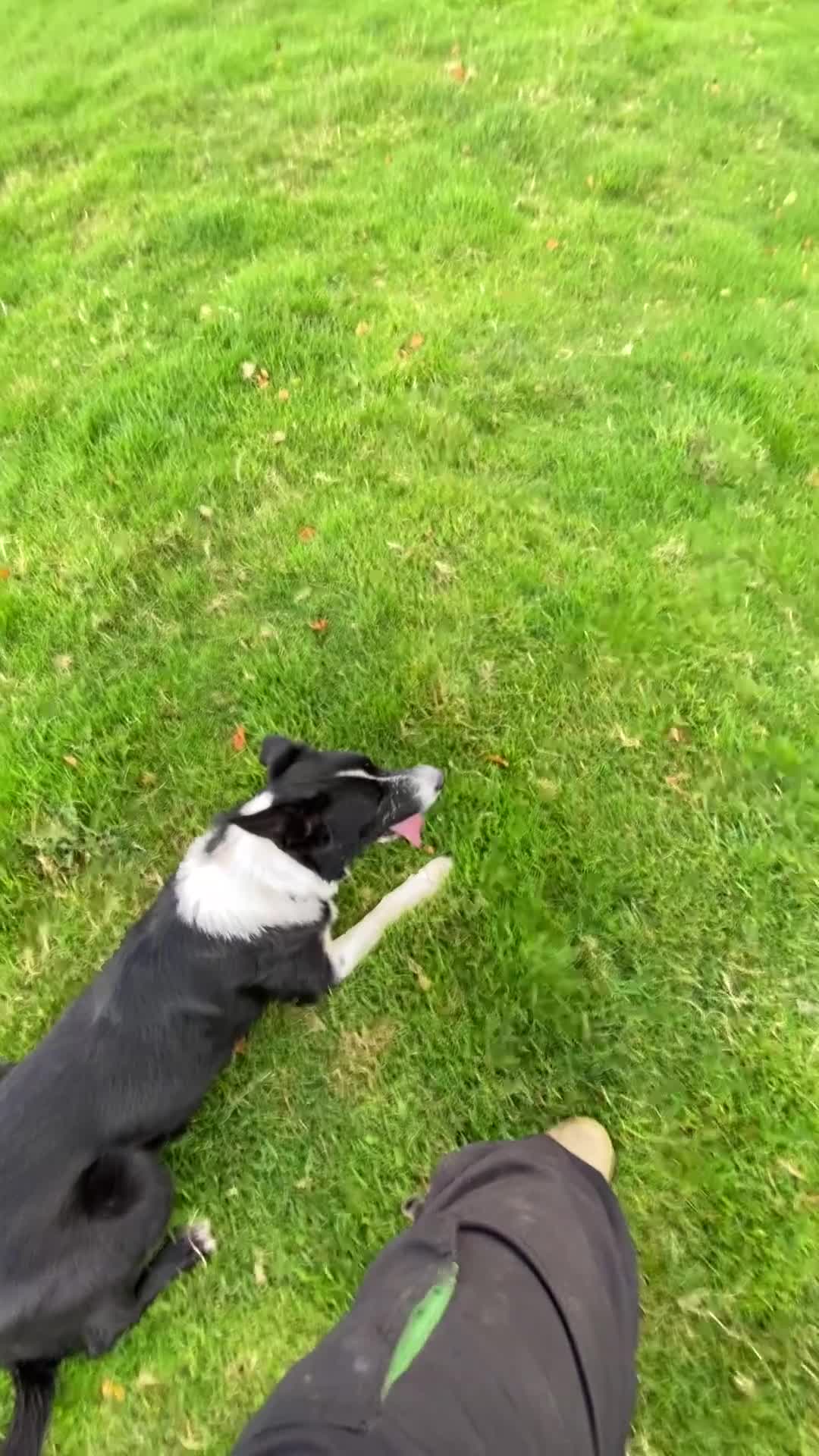Border Collie dogs for stud: Dual registration border collie for stud  - Video 1