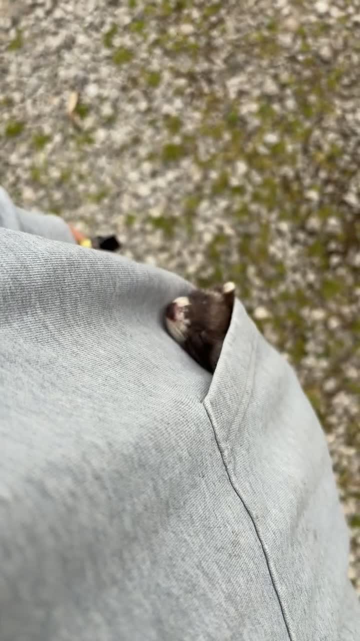 Ferret rodents for sale: Ferrets ❤️ NEED GONE ASAP - Video 2