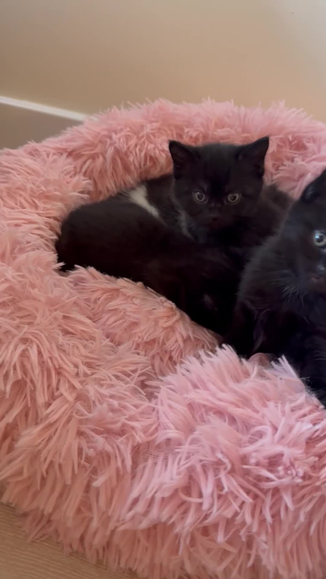 Mixed Breed cats for sale: Adorable kittens ready to go - Video 2