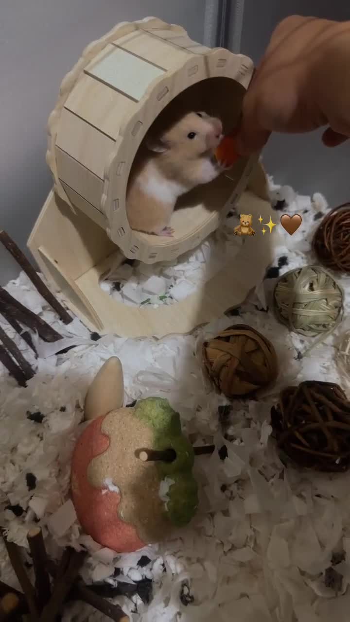 Hamster rodents for sale: 🐹 Beautiful, Fluffy Syrian Hamster Needs home - Video 1