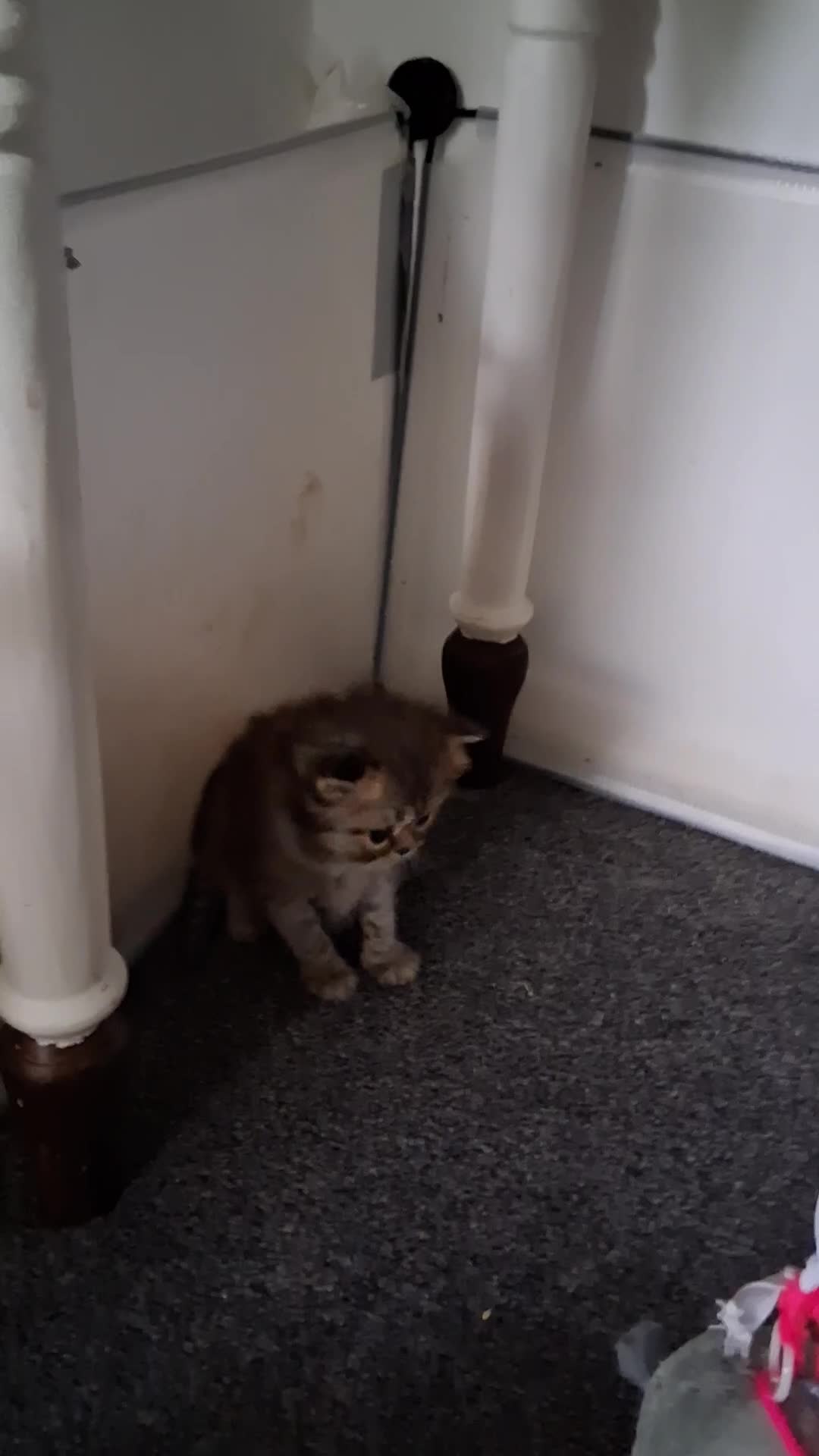 Persian cats for sale: Adorable pure Persian  - Video 4